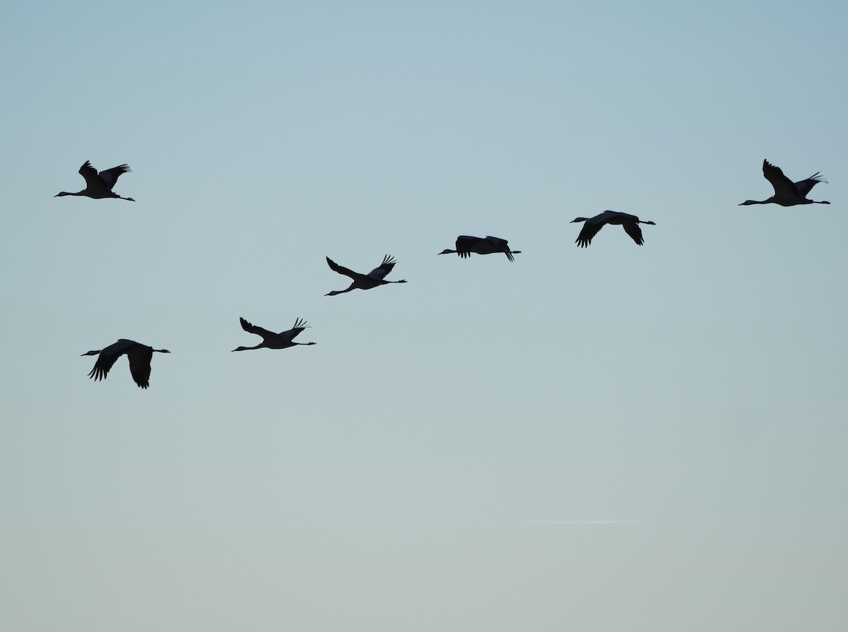 灰鶴 - ML645657746