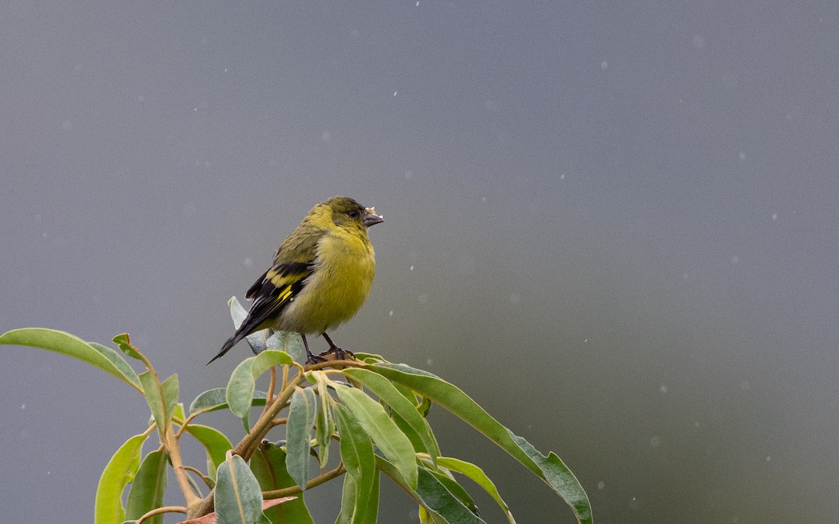 čížek jihoamerický - ML645657748