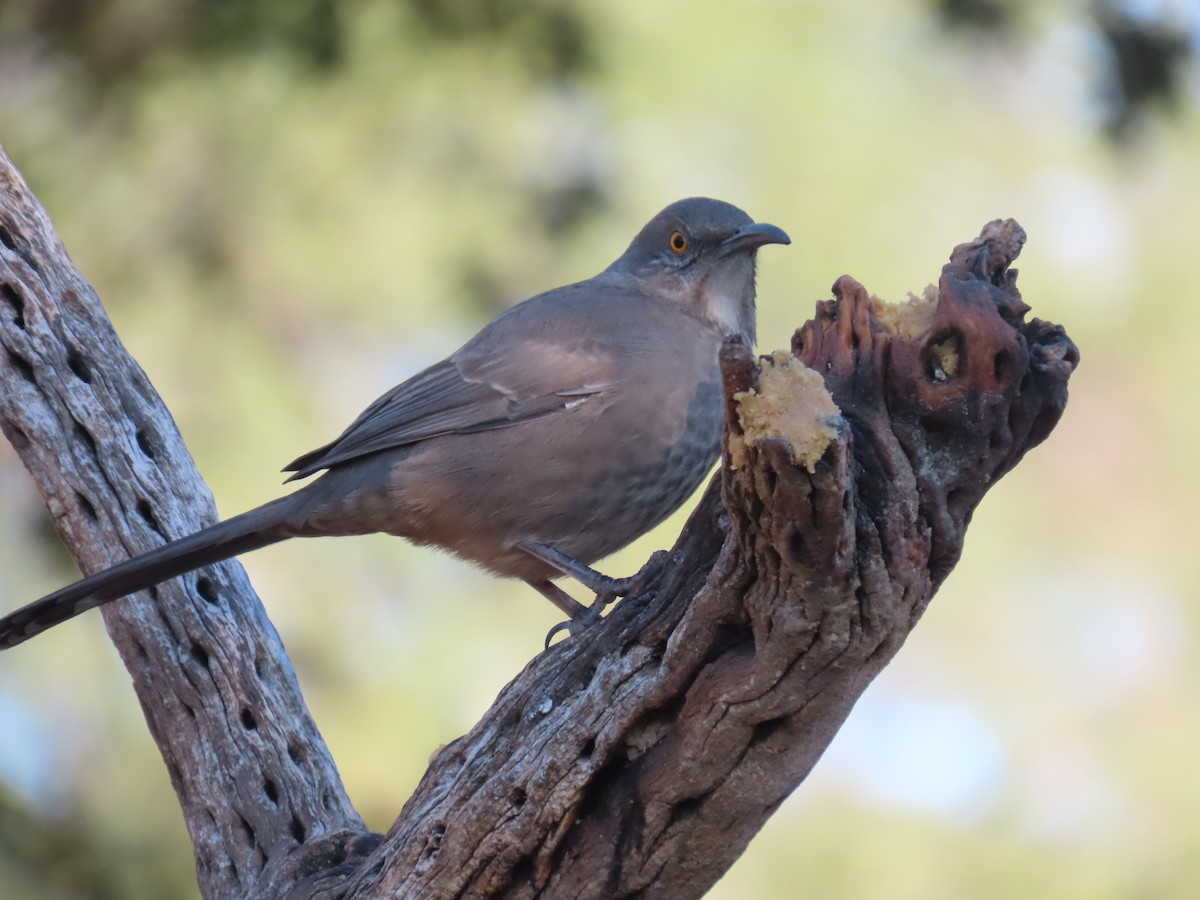 Curve-billed Thrasher - ML645657749