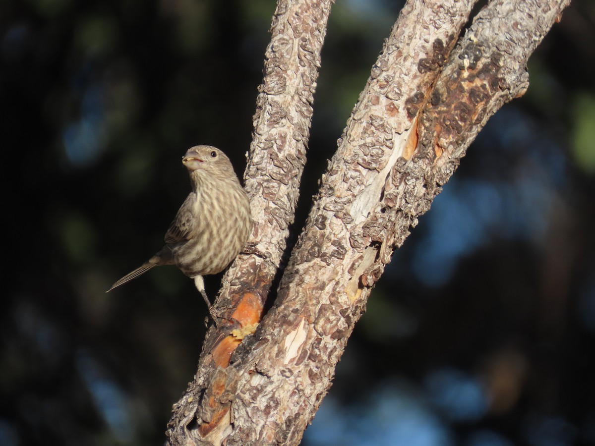 House Finch - ML645657756