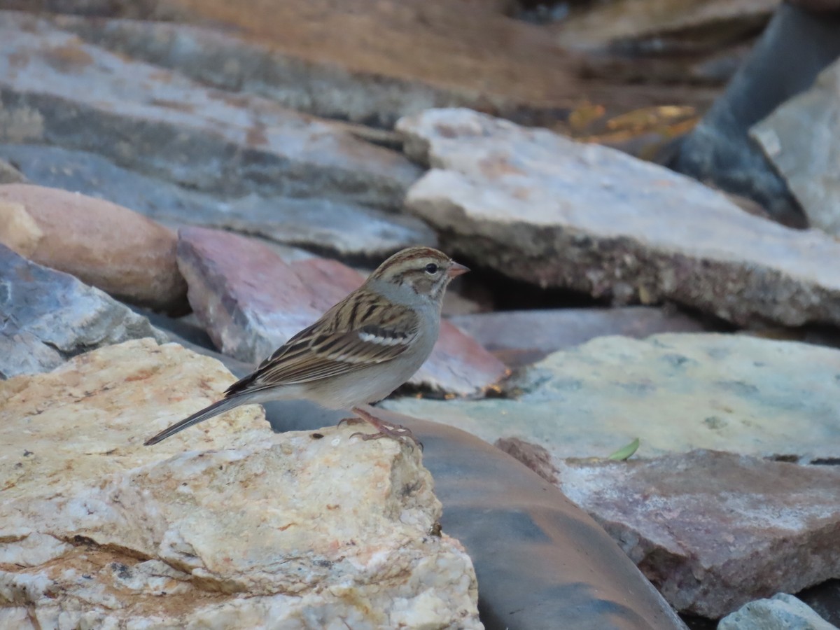 Chipping Sparrow - ML645657776