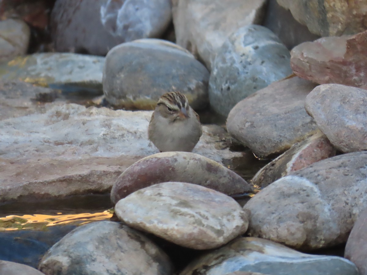Chipping Sparrow - ML645657777