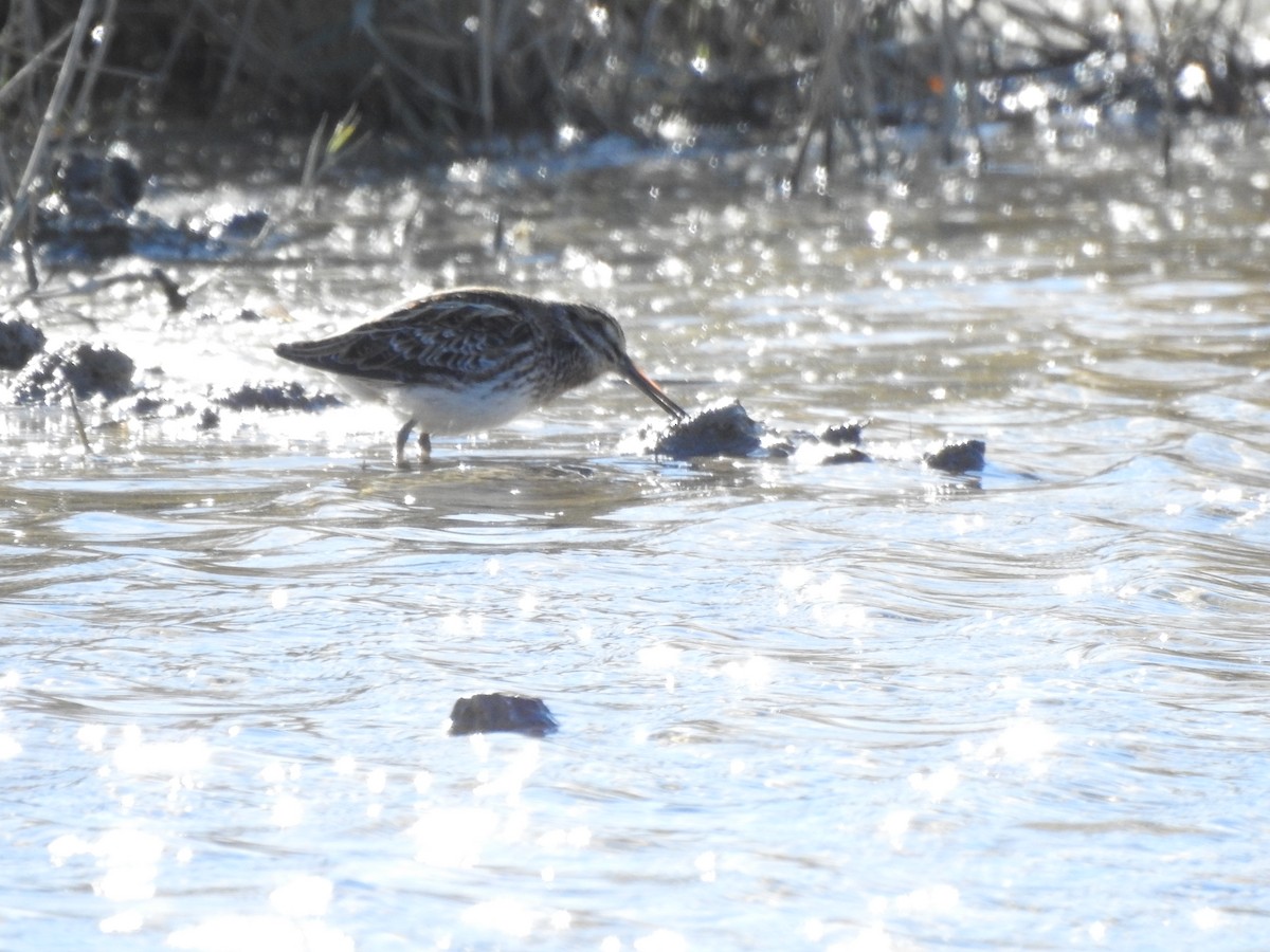Jack Snipe - ML645657778
