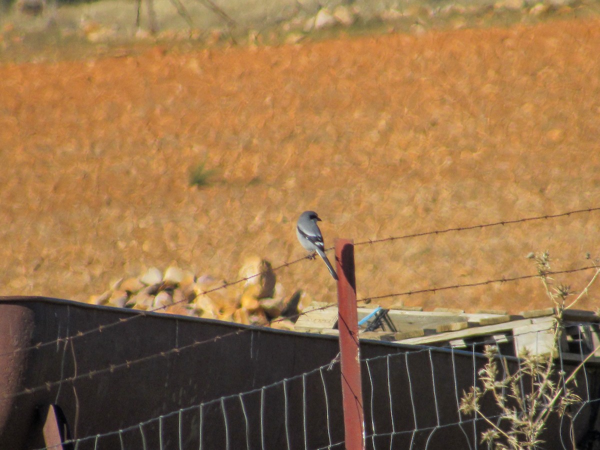 Iberian Gray Shrike - ML645657783