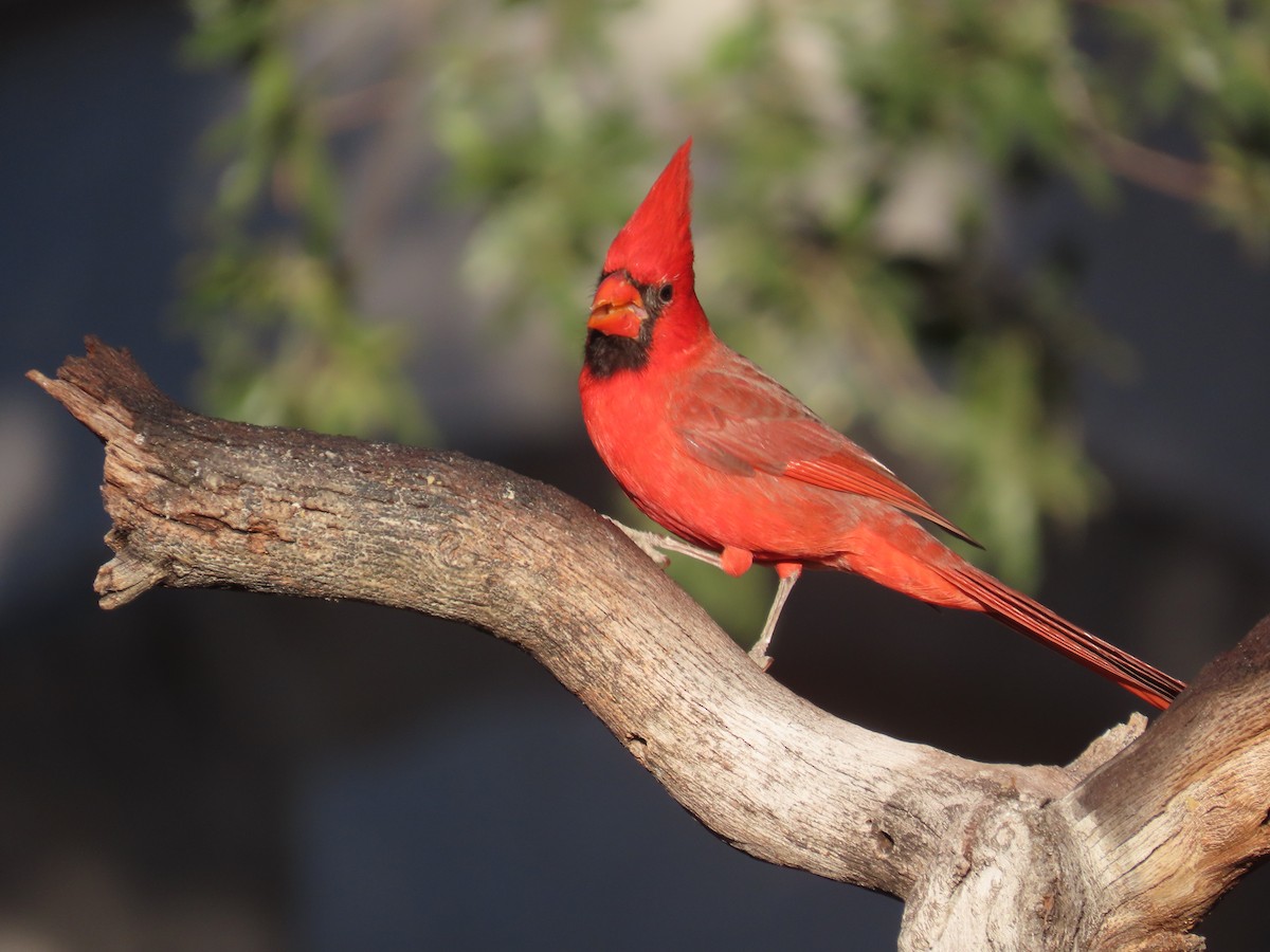 Northern Cardinal - ML645657784