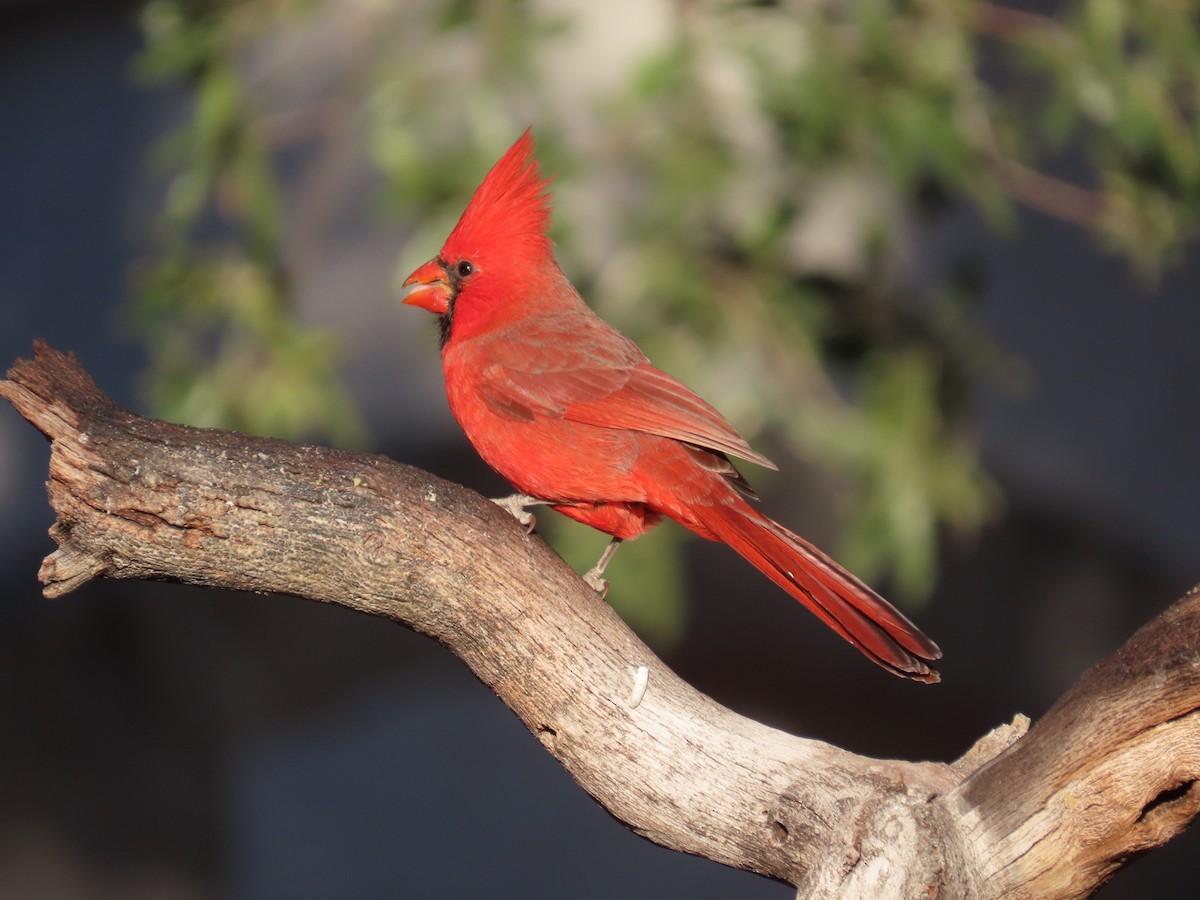 Northern Cardinal - ML645657785