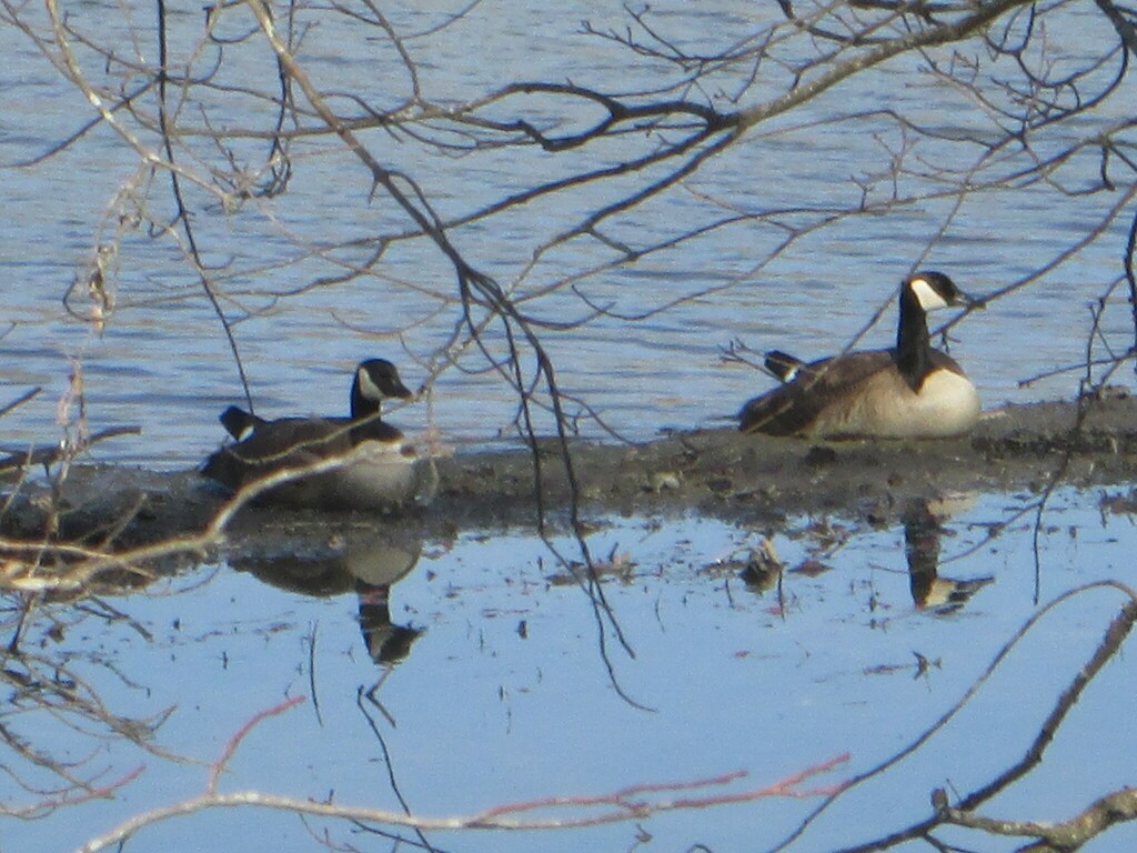 Canada Goose - ML645657786