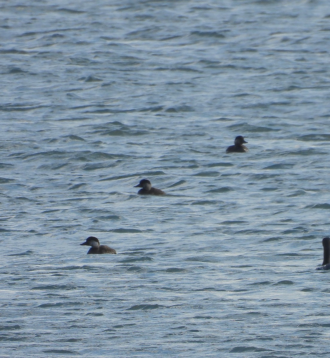 turpan žlutozobý - ML645657787