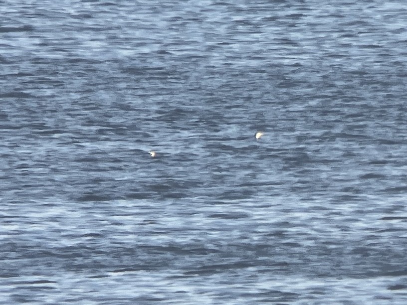 Pacific Loon - ML645657788