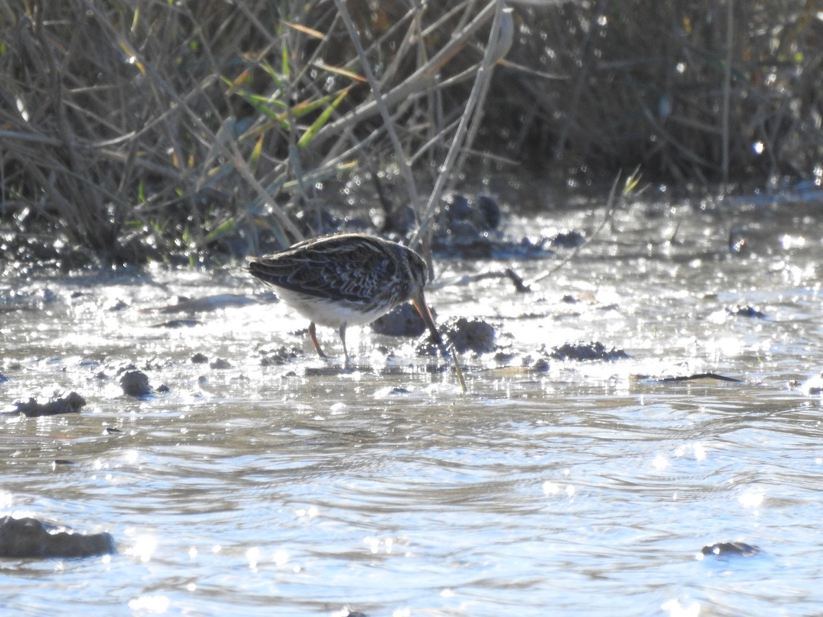 Jack Snipe - ML645657789