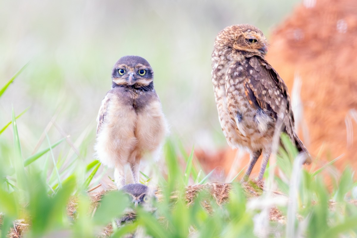 Burrowing Owl - ML645657790