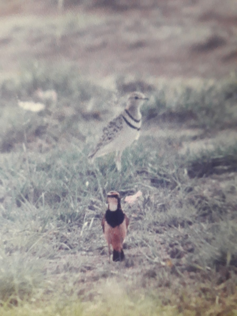 Бігунець смугастоволий - ML645657796