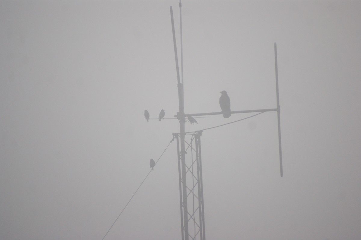 Шпак звичайний - ML645657797