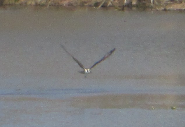 Osprey - ML645657798