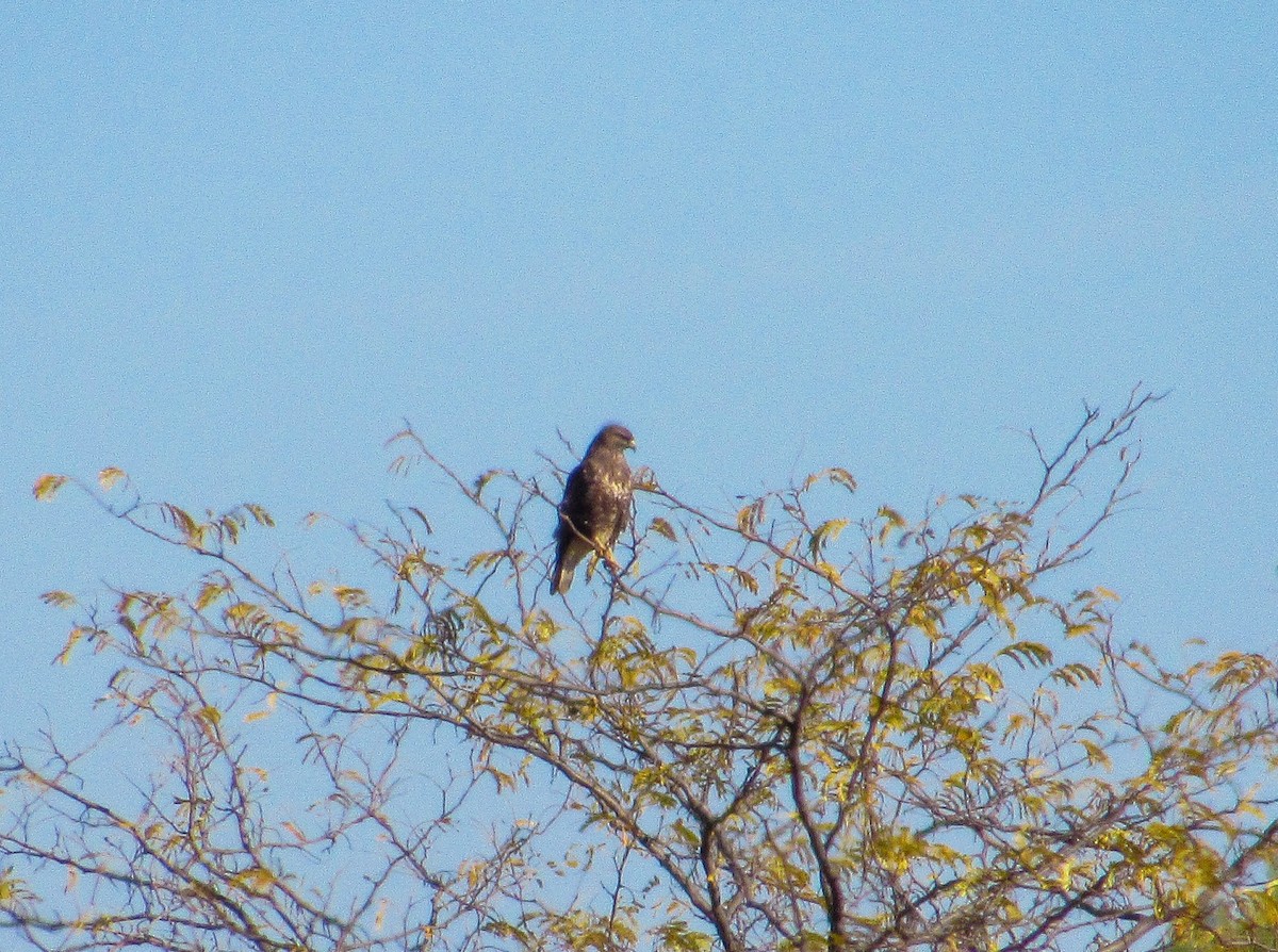 Ойн сар - ML645657799