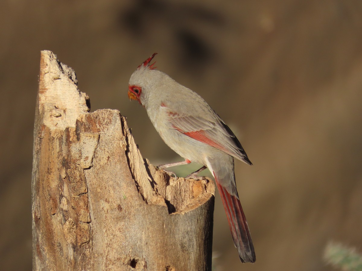 Pyrrhuloxia - ML645657801