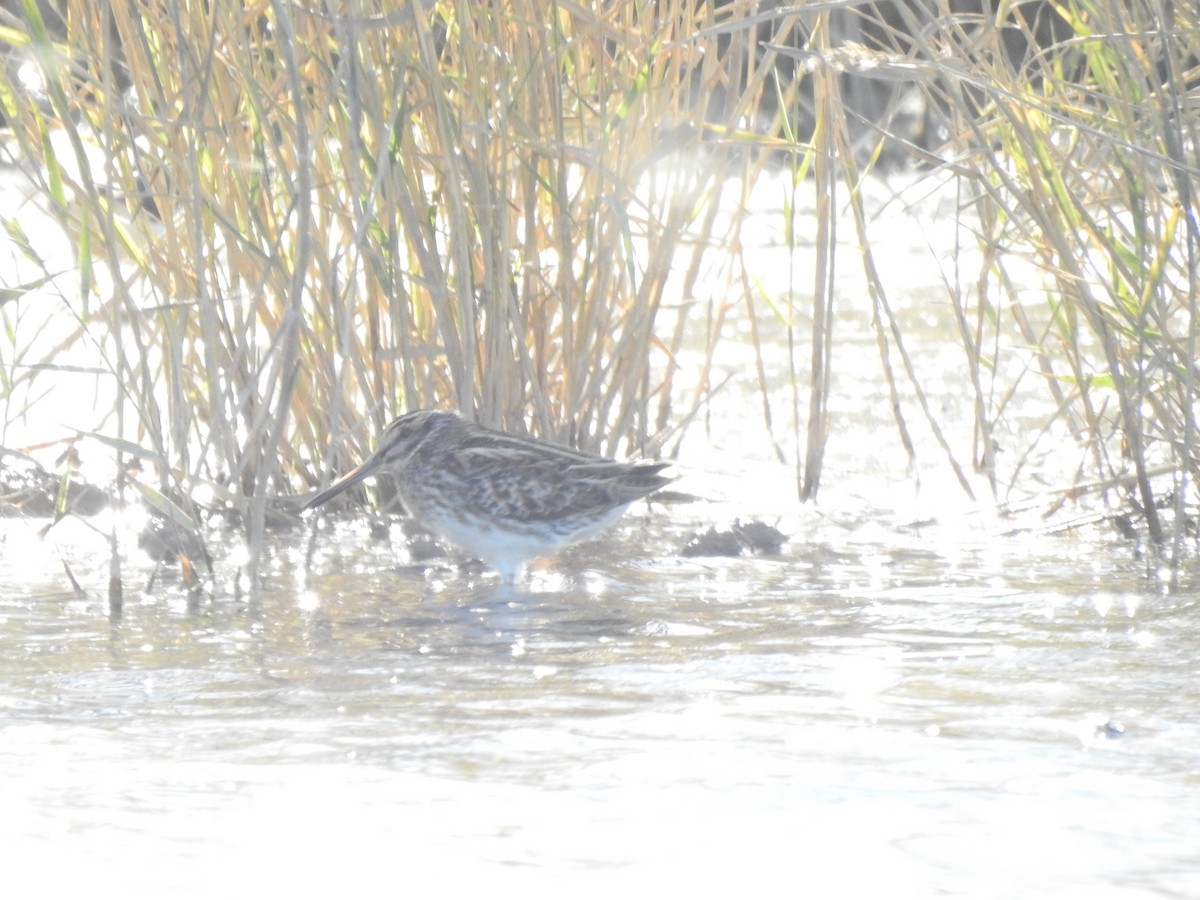 Баранець малий - ML645657802