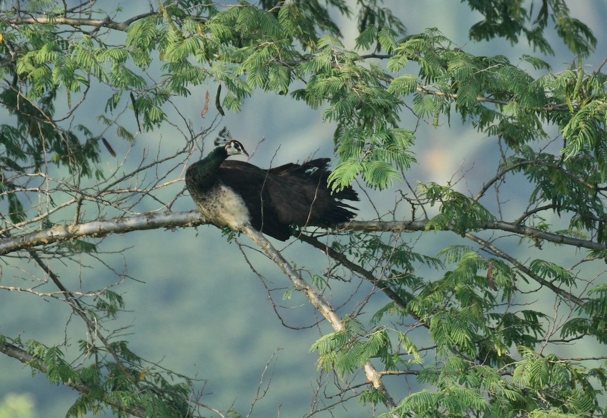 indiapåfugl - ML645657803