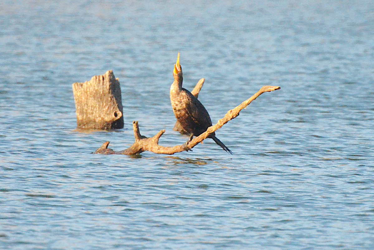 totoppskarv - ML645657805