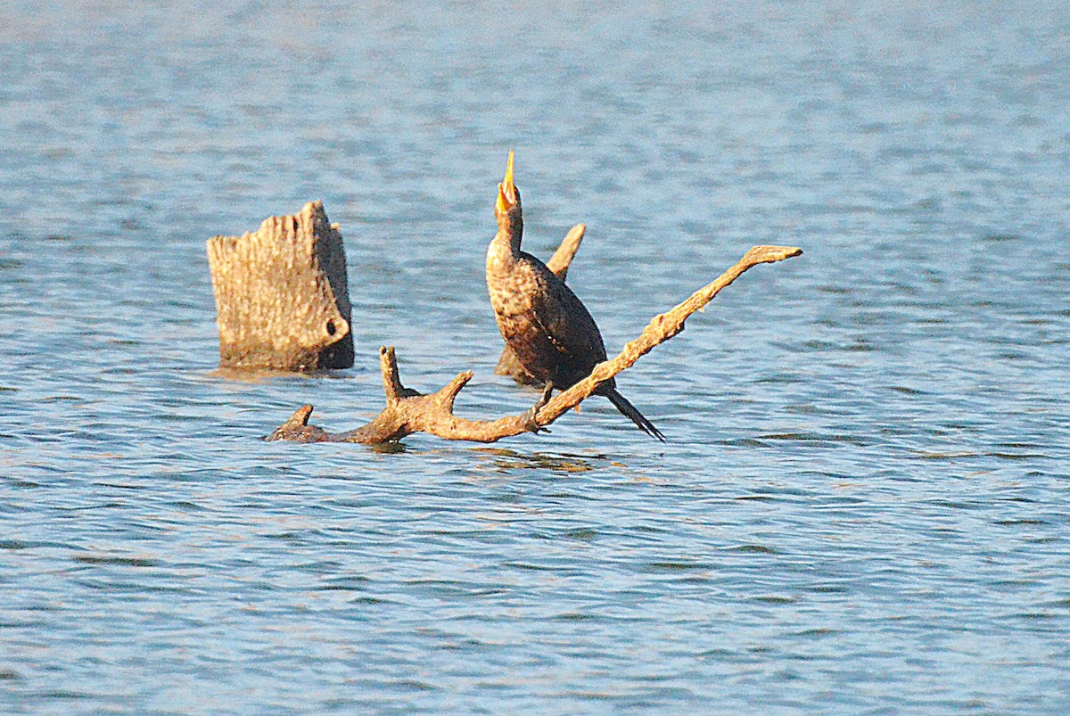 totoppskarv - ML645657806