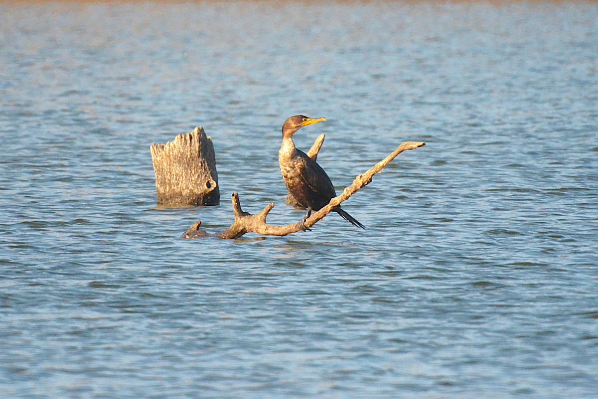 totoppskarv - ML645657807