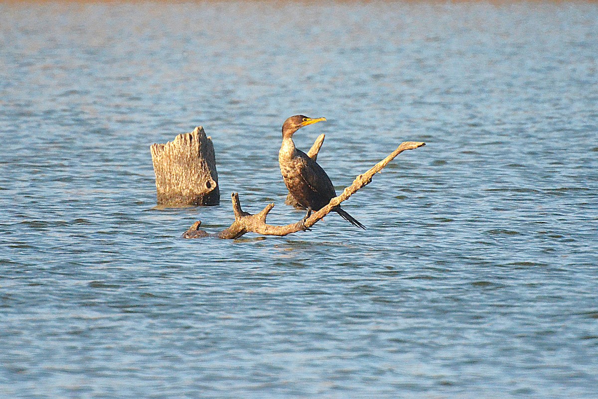 totoppskarv - ML645657808