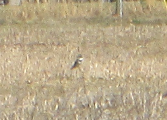 belteisfugl - ML645657809