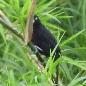 gulnebbkasik - ML645657810