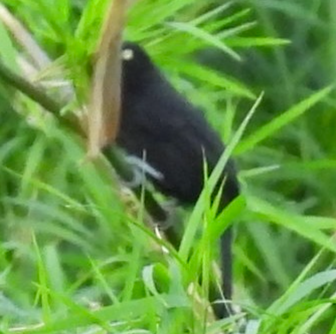 gulnebbkasik - ML645657811