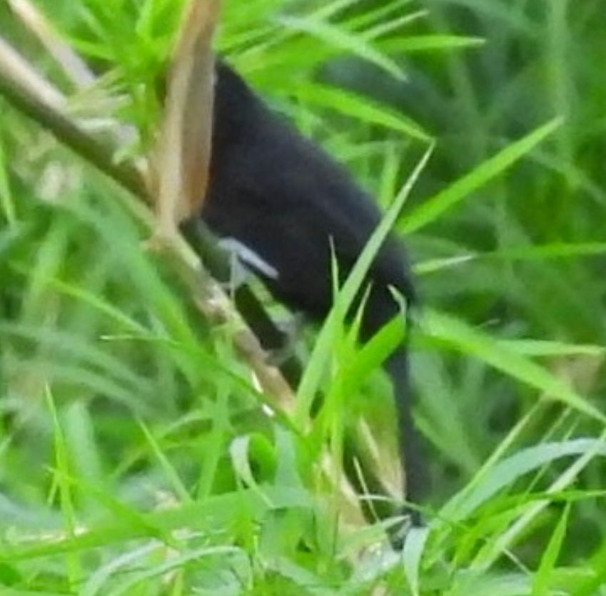 gulnebbkasik - ML645657812