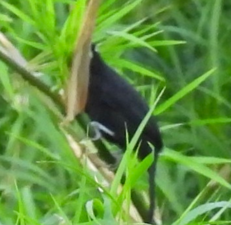 gulnebbkasik - ML645657813