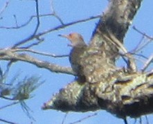 gullspett - ML645657814