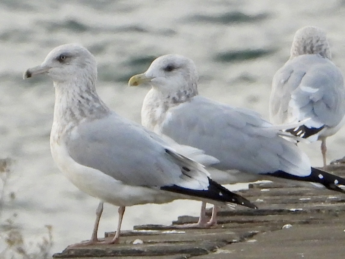 amerikagråmåke - ML645657815