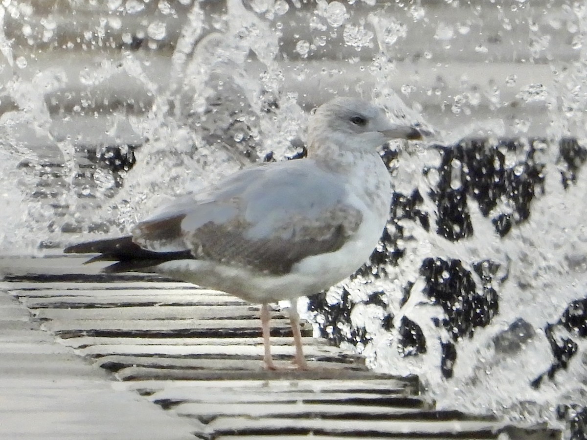 amerikagråmåke - ML645657816