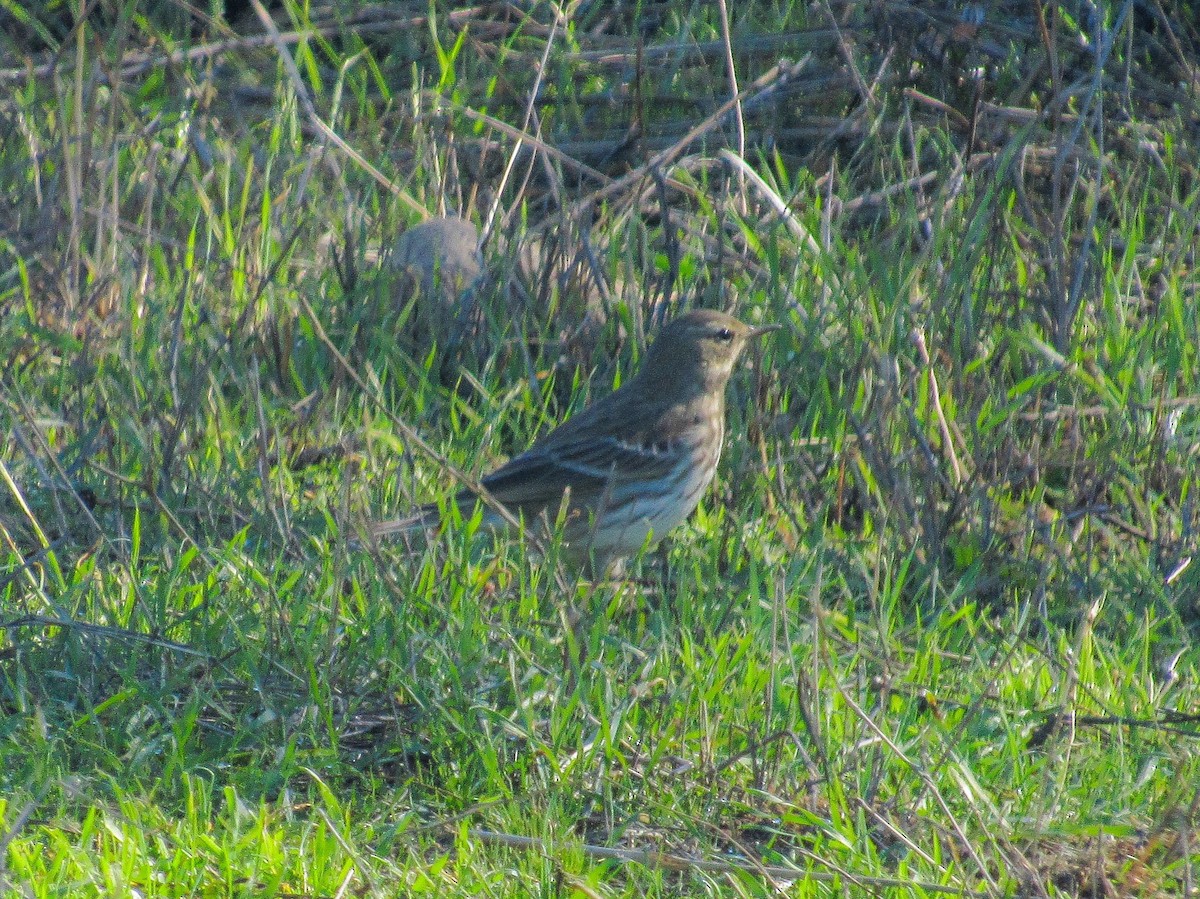 heipiplerke - ML645657817