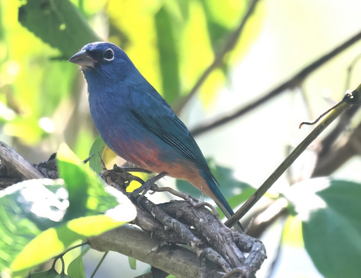 rosenbukspurv - ML645657818