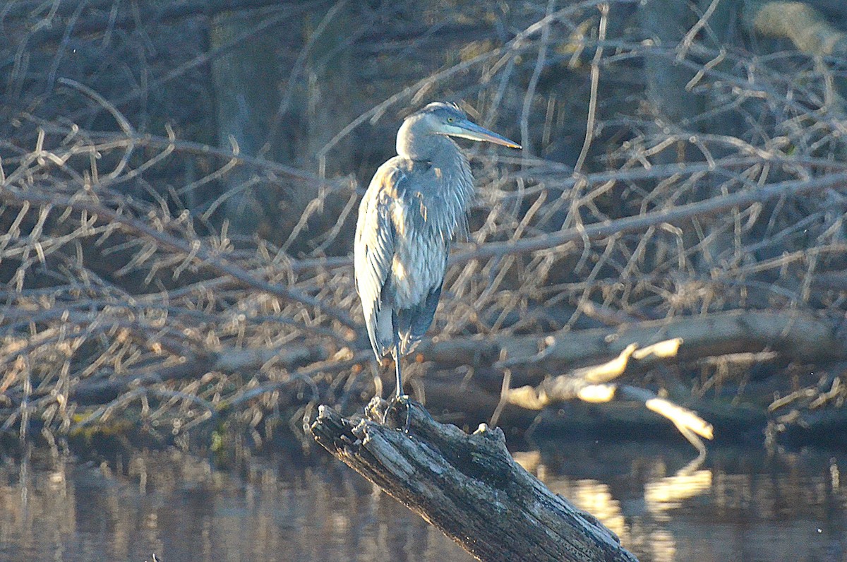 herodiashegre - ML645657821