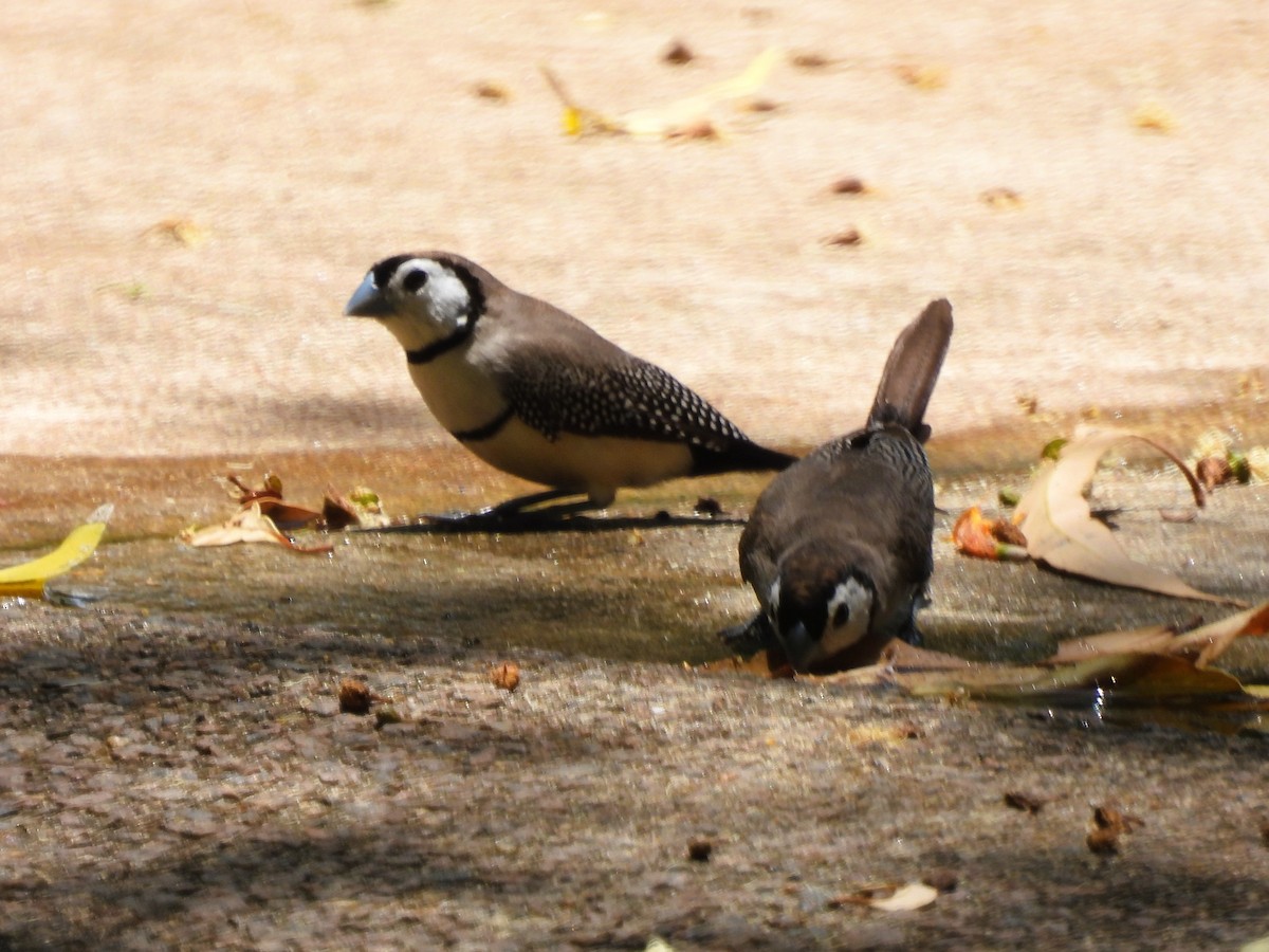 ringastrild - ML645657822