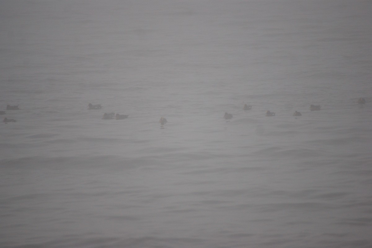 brunnakke - ML645657824