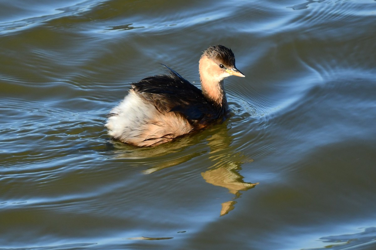 dvergdykker - ML645657825