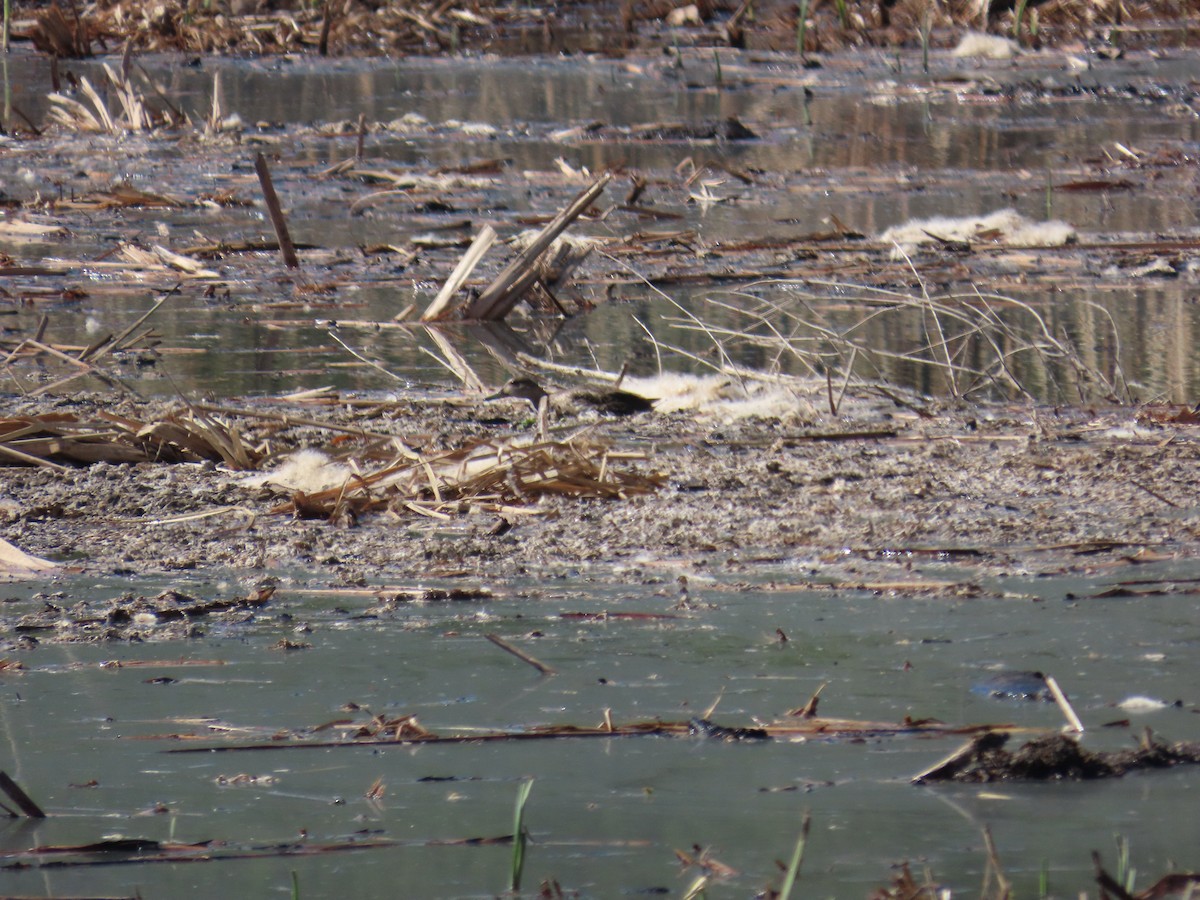 blåvingeand - ML645657826