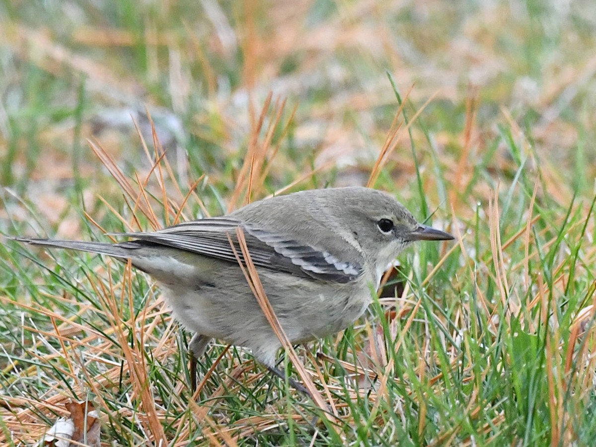 furuparula - ML645657827