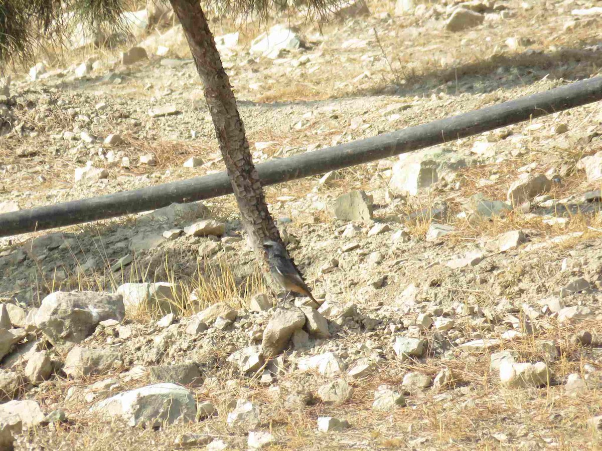 Black Redstart - ML645657828