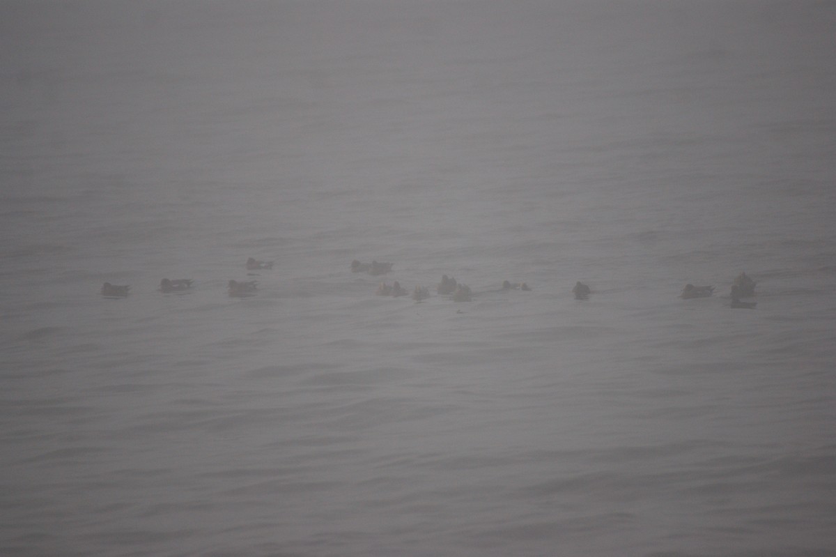 brunnakke - ML645657830