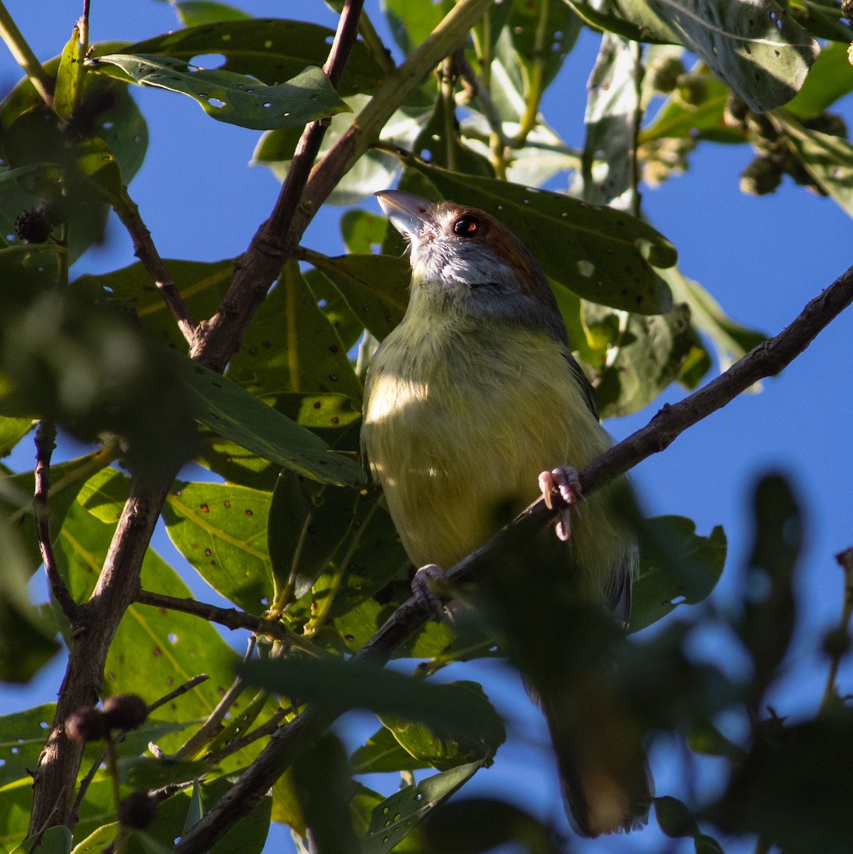 rustbrynvireo - ML645657831