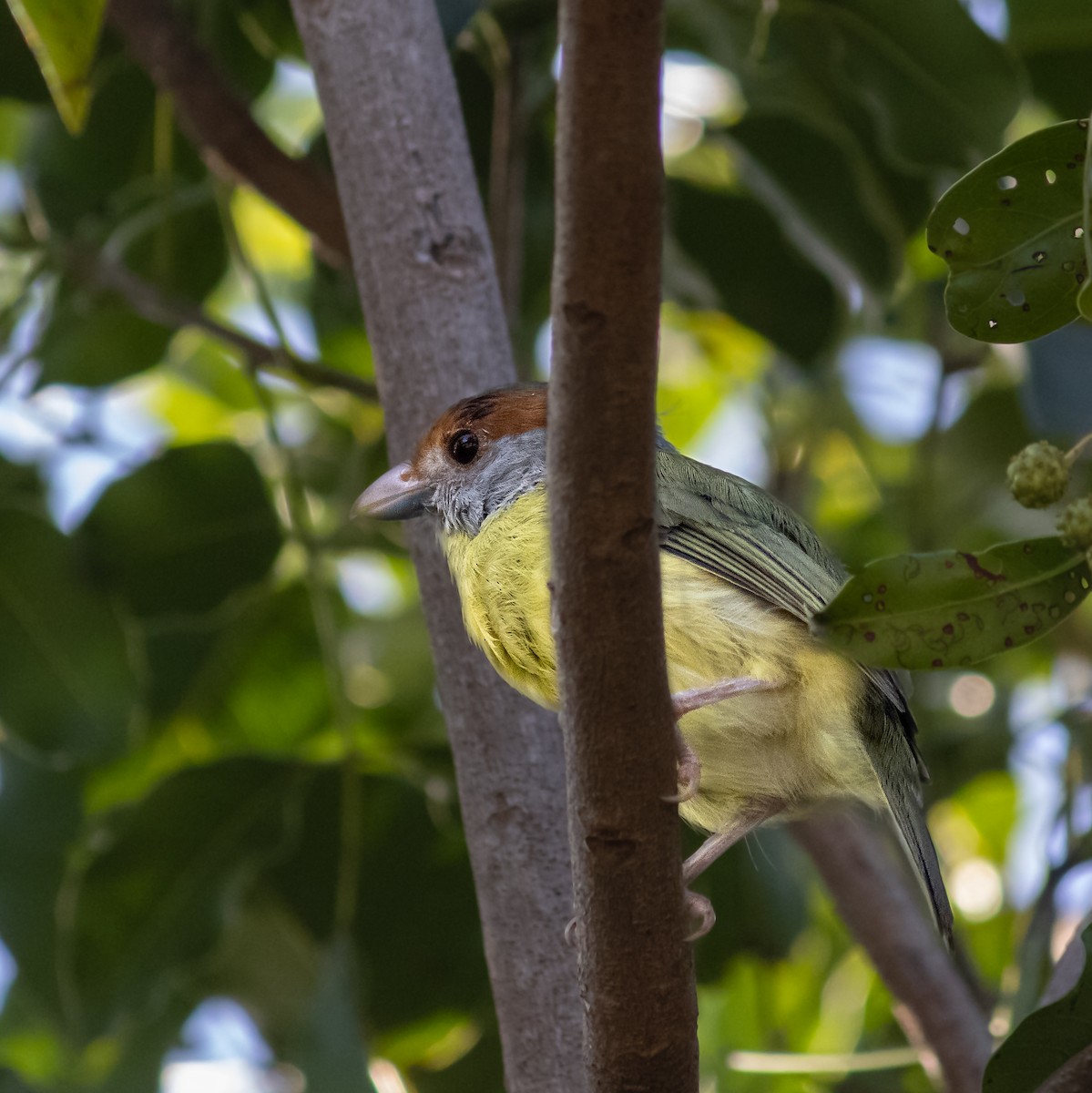 rustbrynvireo - ML645657832