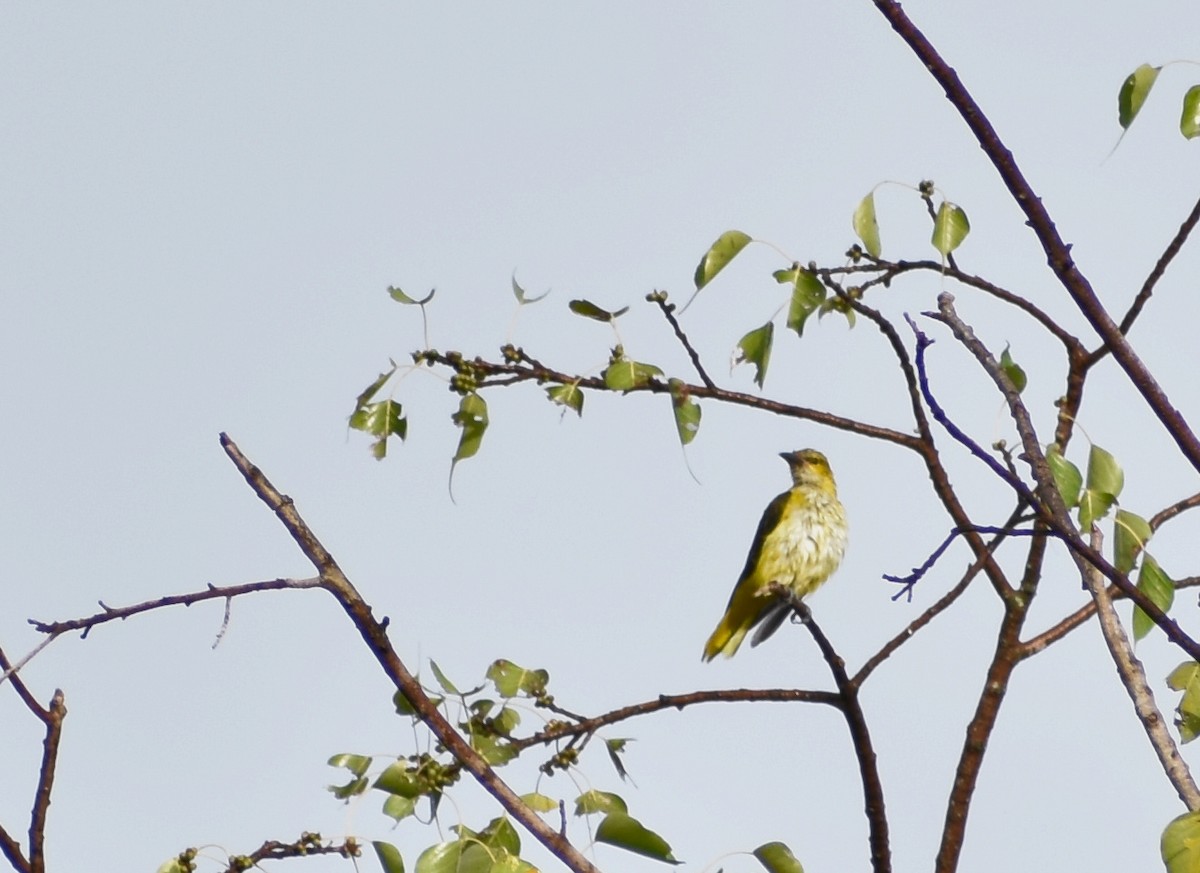 indiapirol - ML645657833