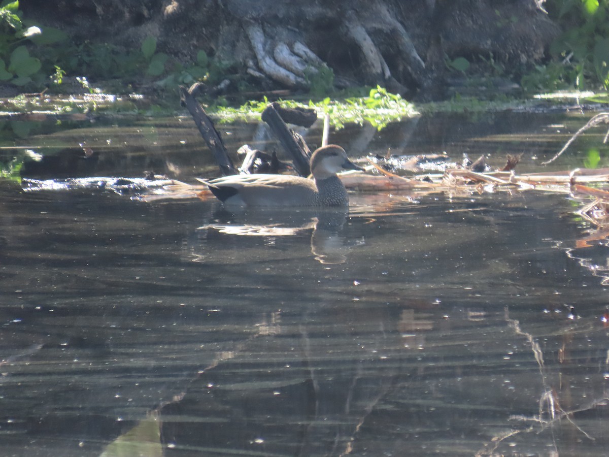 Gadwall - ML645657842