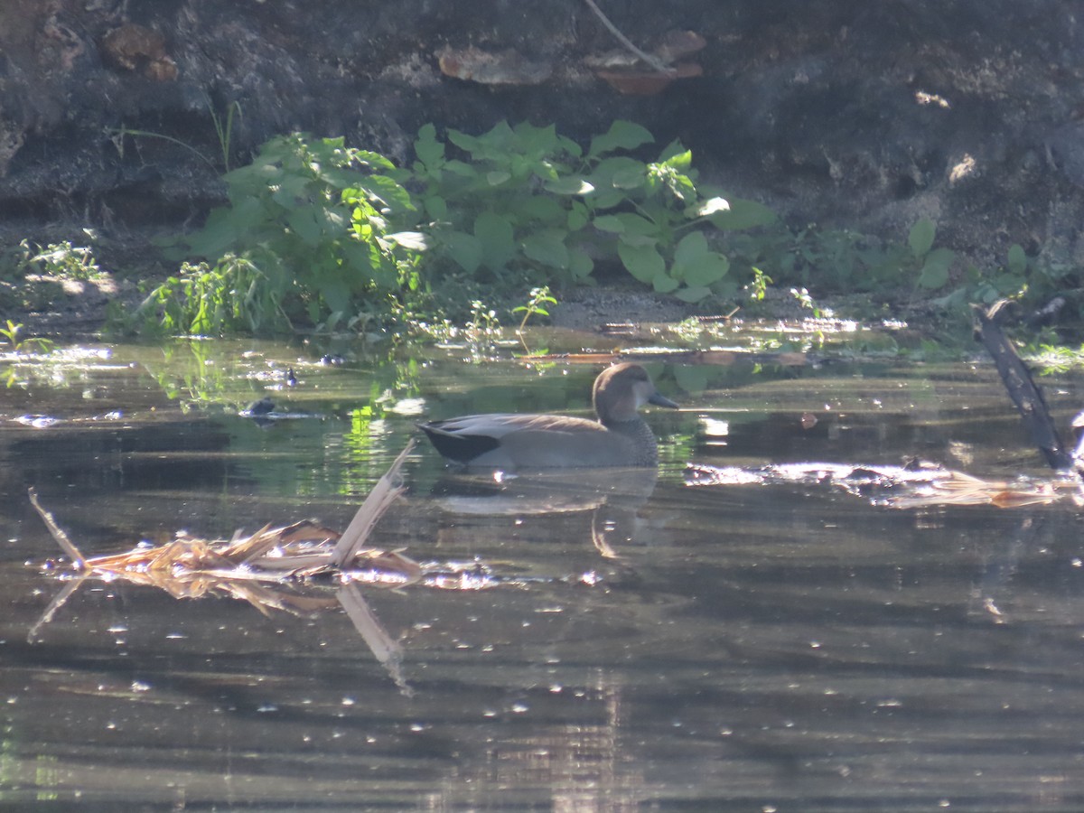 Gadwall - ML645657843