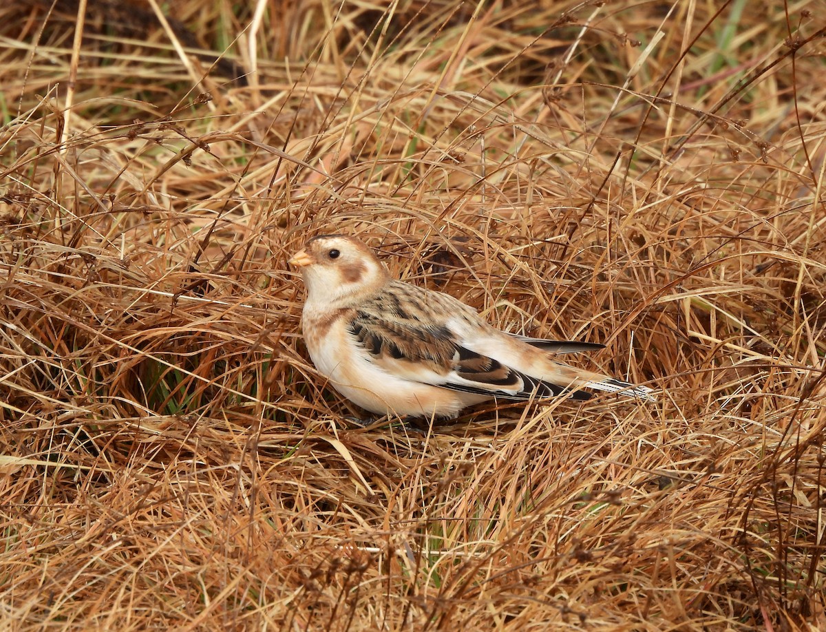 雪鵐 - ML645657844